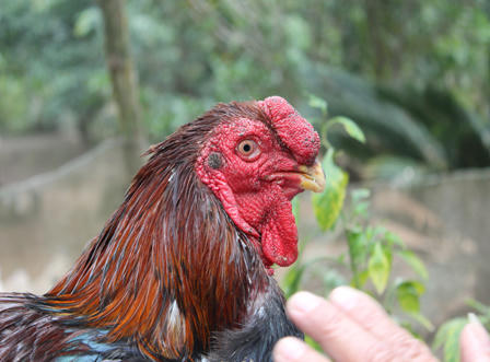 Làng nuôi gà Móng “nhộn nhịp” phục vụ tết Nguyên đán